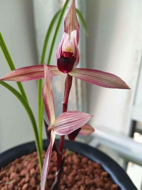 春兰名品"滇红素",复色花瓣,花杆水红,花香馥郁,现正