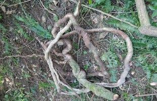 野生中药材南蛇藤过山枫过山龙大南蛇黄果藤纯根干品