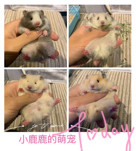 家养稀有金丝鼠宠物长毛纯银熊白熊黄波利活物疫苗活体仓鼠西施熊