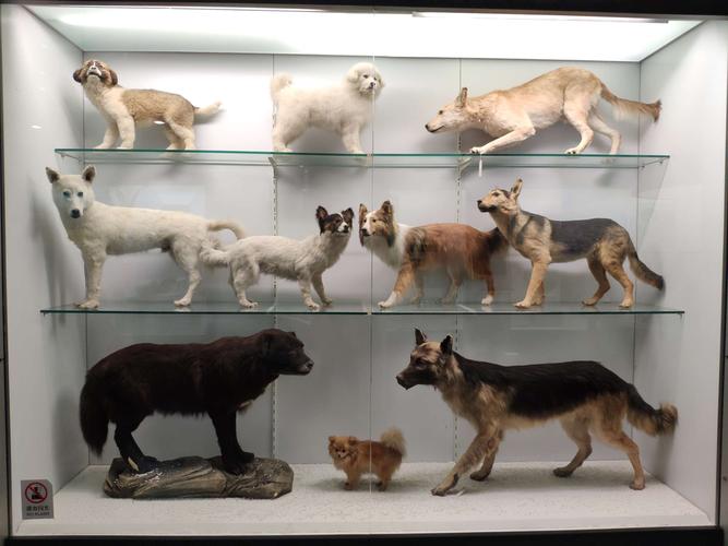 国家动物博物馆收藏和展示了大量栩栩如生的动物标本