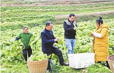 忠县:冬季蔬菜集中上市|蔬菜|忠县|黄金镇_新浪新闻