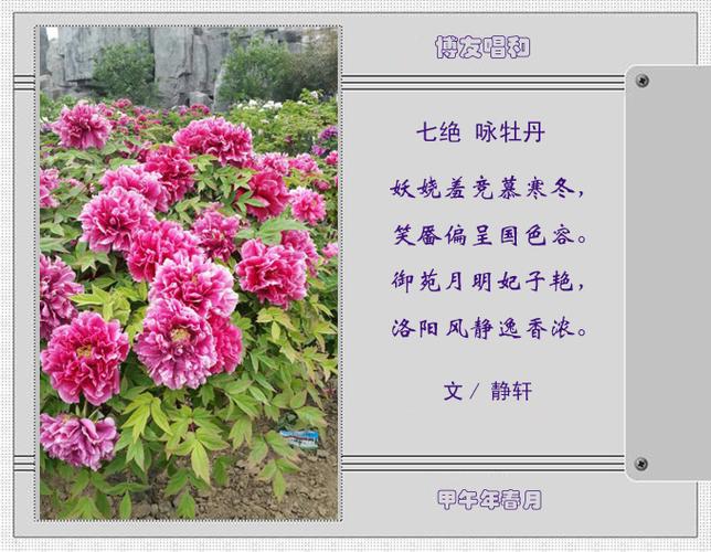 博友唱和:咏海棠,牡丹诗词二章