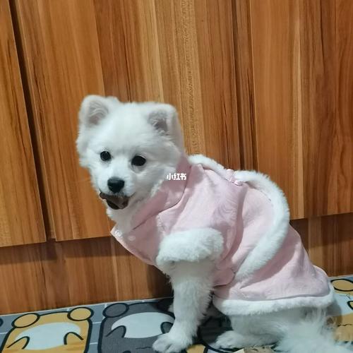 博美长成银狐了429854_博美_宠物_狗_晒狗