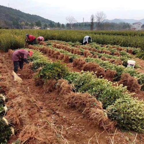 [油茶苗批发] 全国高产油茶苗培育基地长林系列高产油茶苗价格0.