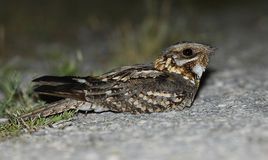 红颈夜鹰