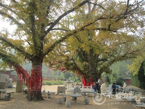 山东泗水安山寺孔子手植古银杏(2500)