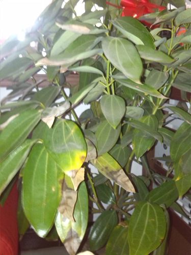 我家的平安树叶子发黄且发干是怎么回事,求各位大虾帮忙.怎么解决.