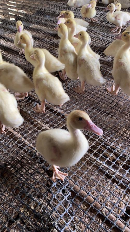 漂亮的大种脱温番鸭苗