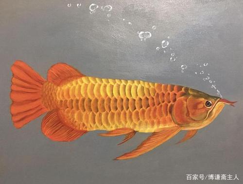 华丽的鱼中贵族——龙鱼工笔艺术画欣赏(图)