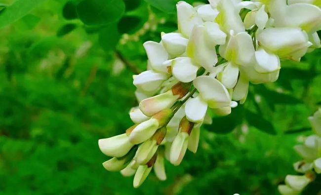 春游江淮请您来带您探秘洋槐花宴的养生功效