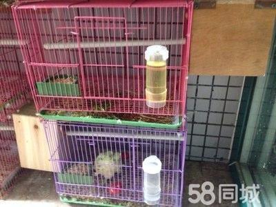 黄桃绿桃牡丹鹦鹉种鸟各一对