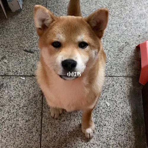 柴犬-吃老鼠后续_柴犬_宠物_狗