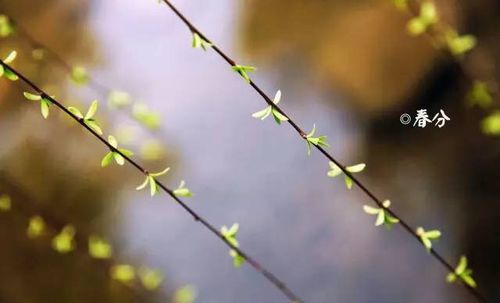 春分