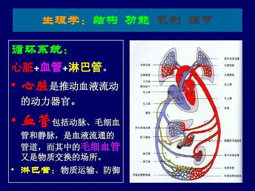 血液循环ppt 生理学:结构 功能 机制 调节 循环系统: 心脏 血管 淋巴