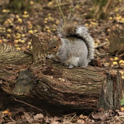 可爱的灰色小松鼠微信头像