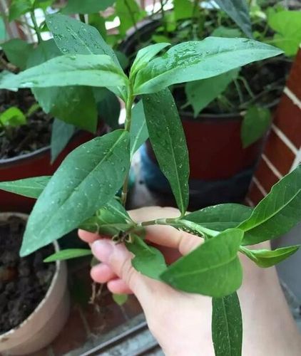 请问这棵草是白背三七吗?