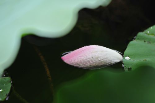 尼康500折返镜头 a37 500r_其他_poco摄影,荷花