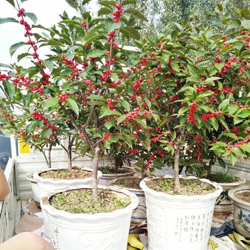 两年北美冬青小苗带营养杯苗奥斯特北美冬青现挖现卖北美冬青苗