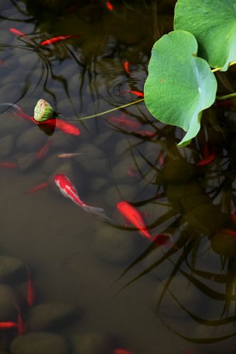 花开池塘鱼戏荷