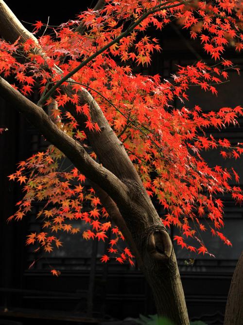 冬将至(原创)