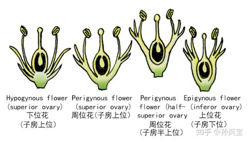 子房的种类图例