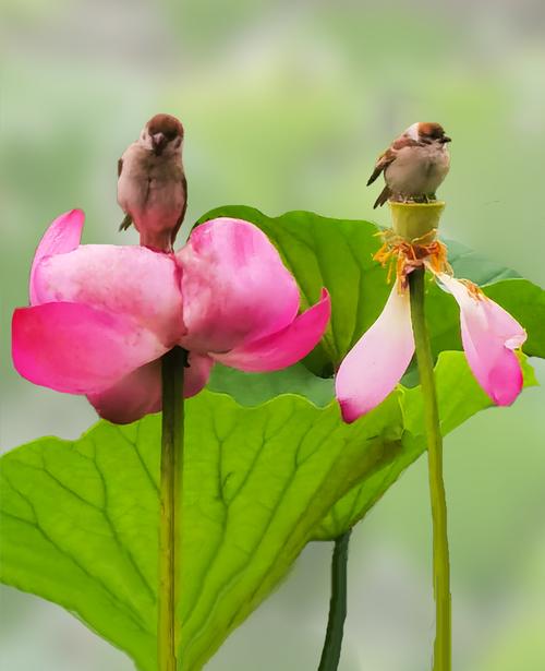 荷花与小鸟