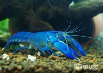 颜色多以蓝色,绿色,棕色为主,颜色不固定,随着生长环境而变化,每次