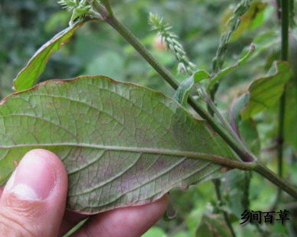 倒扣草的用法禁忌】《福建民间草药》:孕妇忌用.