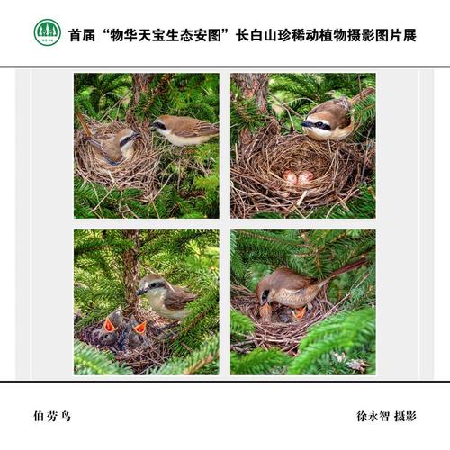 "物华天宝生态安图"长白山珍稀动植物摄影图片展