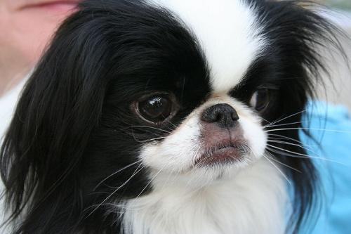 日本狆(japanese chin)别名:日本狆犬