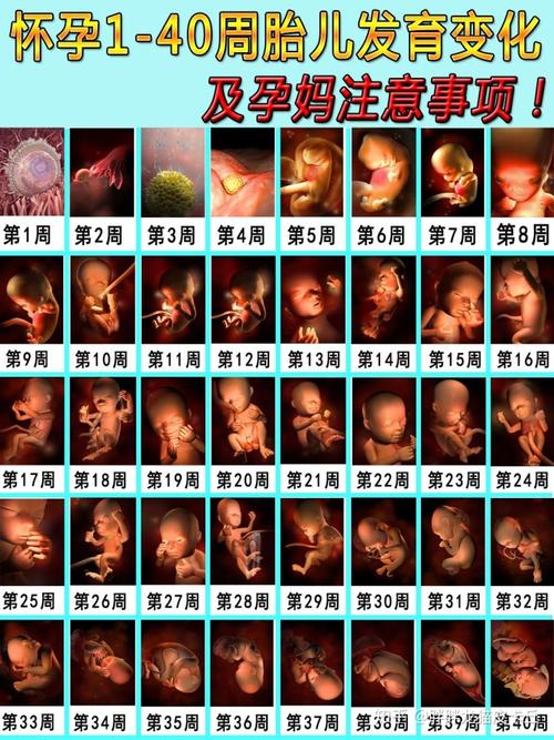 孕期140周胎儿发育变化过程及孕妈注意事项75