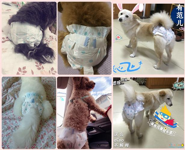 宠物纸尿裤 狗生理裤尿不湿 一次性母犬月经裤卫生巾泰迪狗狗用品