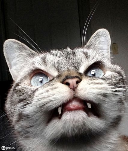 美国一"吸血鬼"猫咪长相凶残 网友大呼不敢撸