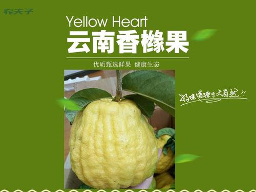 云南新鲜水果香橼果香炎香圆新鲜拂手瓜柑瓜香园果枸橼果农家特产
