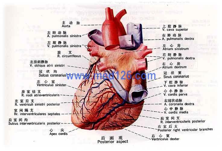 心脏图片14