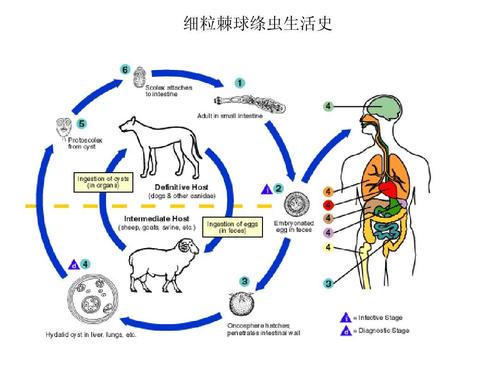 细粒棘球绦虫生活史