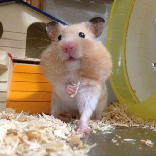 金丝熊仓鼠活物巨型虎纹米熊活体宠物笼子用品仓鼠