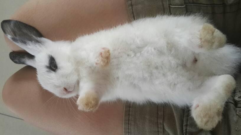 想知道我得兔子是男是女?