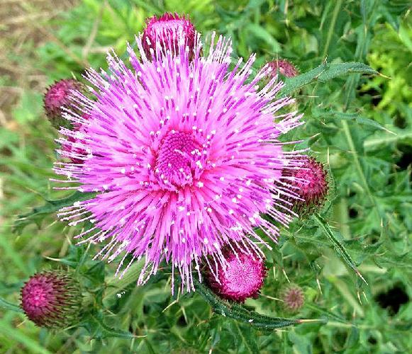 老母鸡刺根是一种植物,大理这边方言的称呼,请问学名是什么?