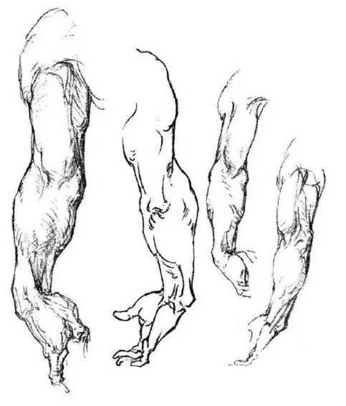 转载至《伯里曼人体结构绘画教学》