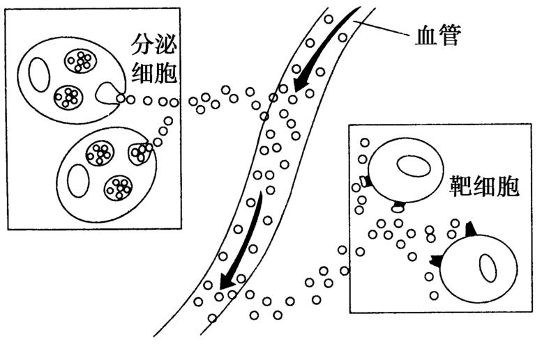 细胞的外观造型简笔画