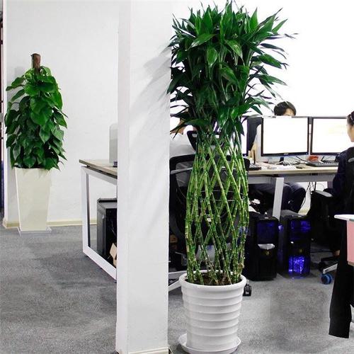 珠海猪笼空气净化富贵竹竹笼植物室内绿植盆栽花卉大型绿植