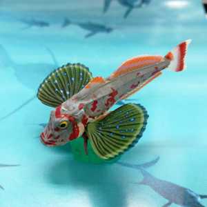 红鲣鱼模型海洋堂正版散货鱼类玩具海洋小银绿鳍鱼长5宽4高2厘米