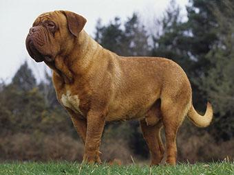法国波尔多犬的繁殖标准介绍