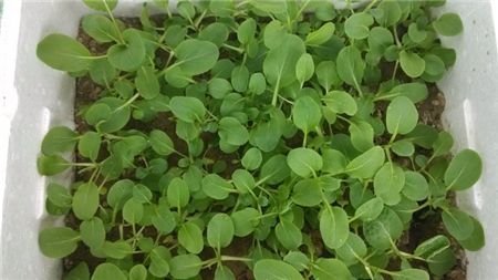 阳台种植油菜的方法