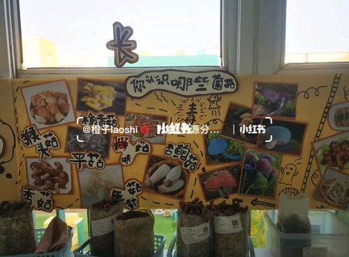 幼儿园主题园本课程《你好!蘑菇96菌》_蘑菇_幼儿园