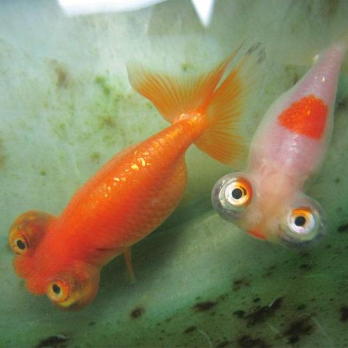 金鱼活体精品蝶尾红白小金鱼观赏鱼黑泰狮冷水淡水鱼珍珠兰寿包邮