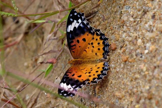 蝴蝶属于完全变态发育的昆虫,发育过程中每个阶段都容貌不已,就算是亲