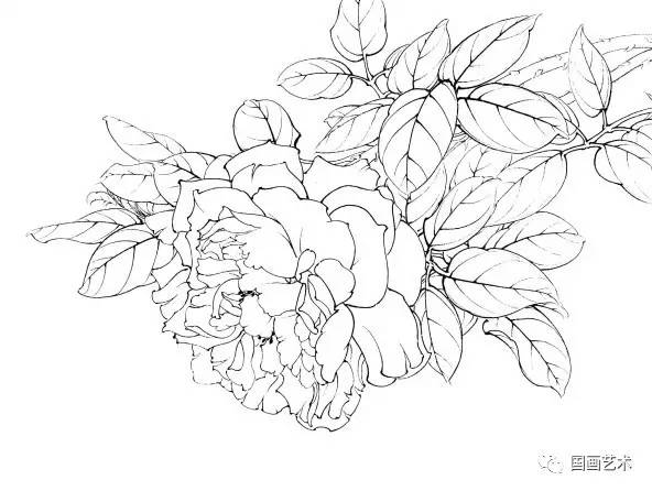 李晓明花鸟白描画稿选页欣赏