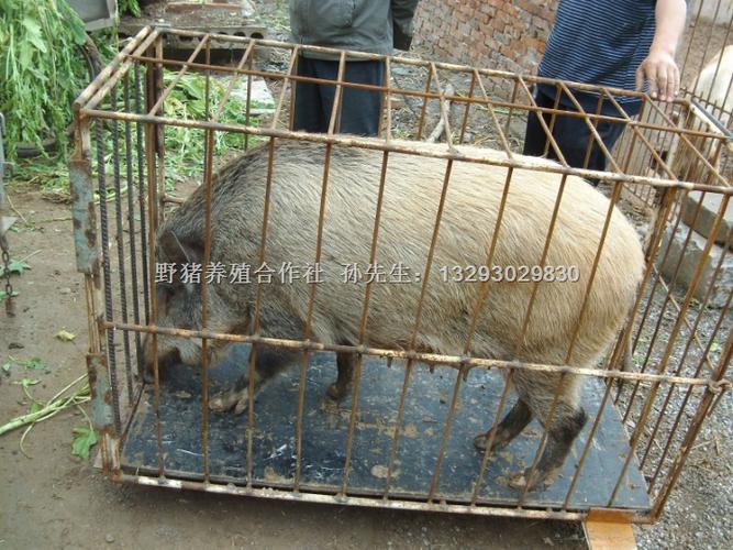 山东聊城野猪养殖@阳谷莘县野猪肉专卖